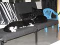 Spike & Zoey 24 oktober 2008 (3)